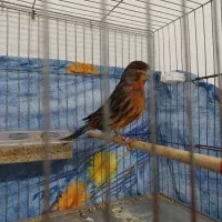 قناری نر استثنایی