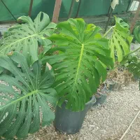 حراج گل و گیاه گلخانه گل اپارتمانی