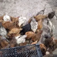 جوجه محلی گلپایگانی