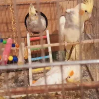 عروس هلندی بازیگوش سخنگو