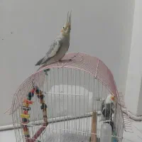 عروس هلندی نر وماده|پرنده|تهران, شوش|دیوار