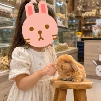 خرگوش لوپ آنتیک وندراج شاه