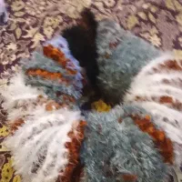 اسکاج