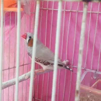 یک فنچ نر خیلی درشت کینگ