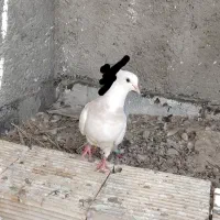 طوقی جوان ماده