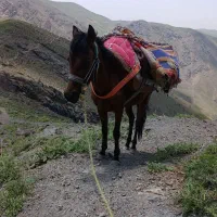 اسب ماده 4ساله