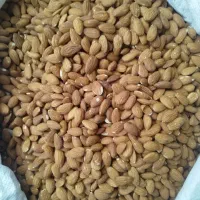 مغز بادام سنگی شیرین وتازه