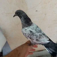 کبوترپاکستانی چپرا