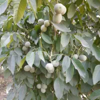 ..گردو تازه