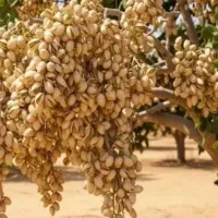 کارشناس ارشد باغبانی