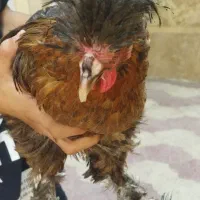 مرغ سلطان تخم گذار
