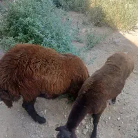 بره نروماده