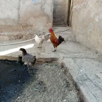 خروس عربی