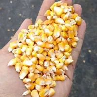 دان پلت مرغ تخمگذار و گوشتی گلدیس طیور|لوازم جانبی حیوانات|تهران, صادقیه|دیوار