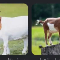 بز  با ی ماشین خوب معاوضه میکنم