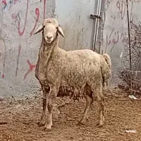 بره نر قوچی دامازدخ مغانی نژادار تضمینی درجه ۱