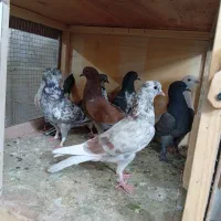کفتر جوجه