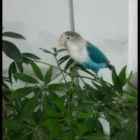 طوطی برزیلی (لاوبرد)ماده