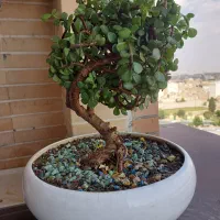 بونسای کراسولا خرفه ای