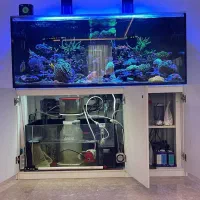 ساخت آکواریوم ریملس آب شور پلنت ابشرین