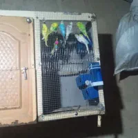 پرنده