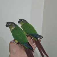 طوطی گرینچیک فول دستی سخنگو