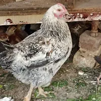 فروش یک عدد مرغ تخم گذار