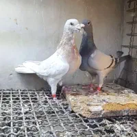 یک جفت کفتر یا کبوتر جفتگاه