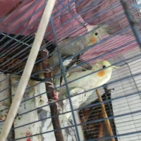 جوجه عروس سخنگو