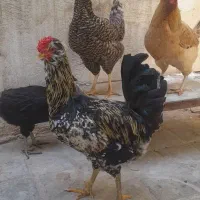 مرغ محلی خروس گلین