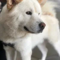 دامپزشک در محل