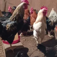 خروس محلی گلپایگان