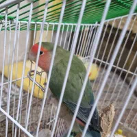 طوطی|پرنده|اردبیل, |دیوار