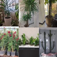 تعویض خاک گلدان باغچه کاری درمحل صفرتاصد خانم نجفی