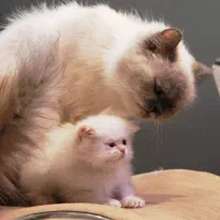 گربه نژاددار هیمالین