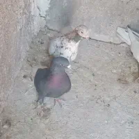 پرنده
