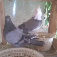 کفتر