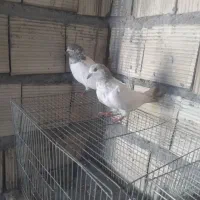 کبوتر