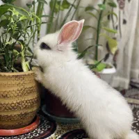 خرگوش نیمه لوپ
