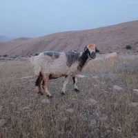 ۱۱ راس میش داشتی اصل به همراه ۵ بره
