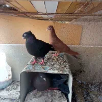 یک جفت جوجه سرخ و زاغ