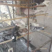کفتر فقط ۱۰۰هزار تومان یجایی