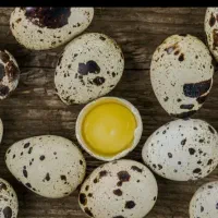 تخم بلدرچین عمده و تکی درشت و تازه از برند پر طلا