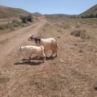تدای بز به فروش می رسد