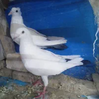 جفت دم سیاه وسبز