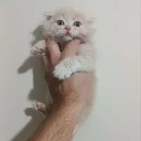 گربه اسکاتیش بریتیش لانگهیر پرشین