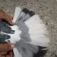 کبوترترکیه اصل