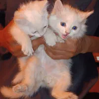 مجسمه گربه