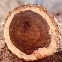 خرید چوب کلی و جزعی بالاترین قیمت در استان