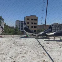 کفتر خال زرد